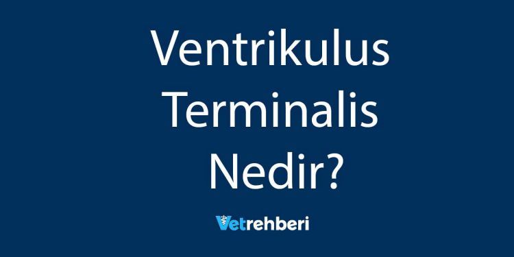 Ventrikulus Terminalis Nedir?