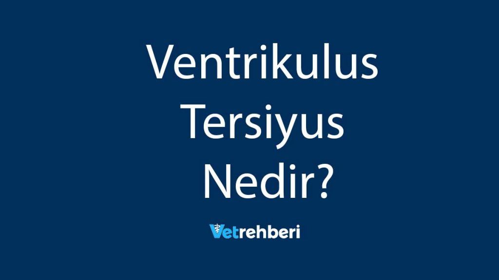 Ventrikulus Tersiyus Nedir?