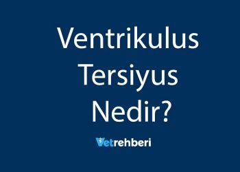 Ventrikulus Tersiyus Nedir?