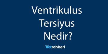 Ventrikulus Tersiyus Nedir?