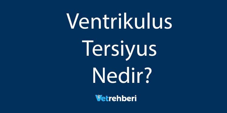 Ventrikulus Tersiyus Nedir?