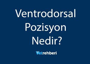 Ventrodorsal Pozisyon Nedir?