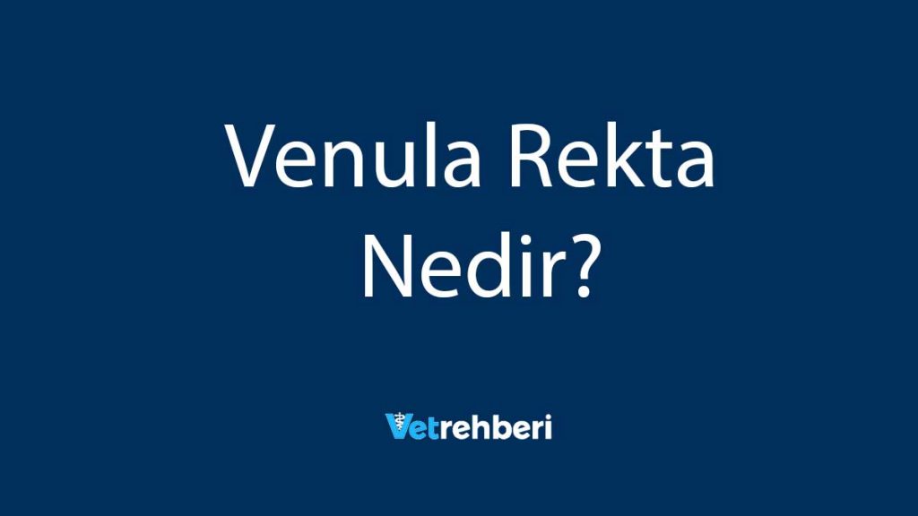 Venula Rekta Nedir?