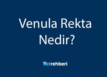 Venula Rekta Nedir?