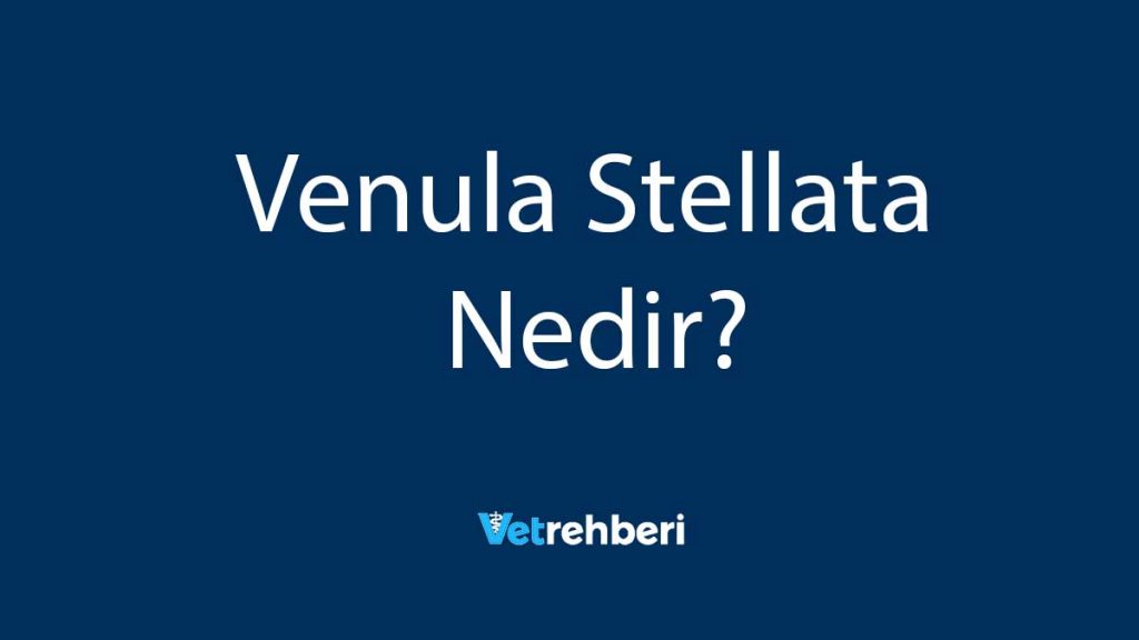 Venula Stellata Nedir?