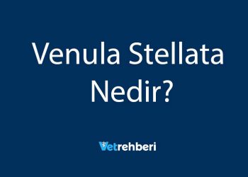 Venula Stellata Nedir?