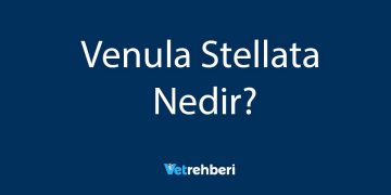 Venula Stellata Nedir?
