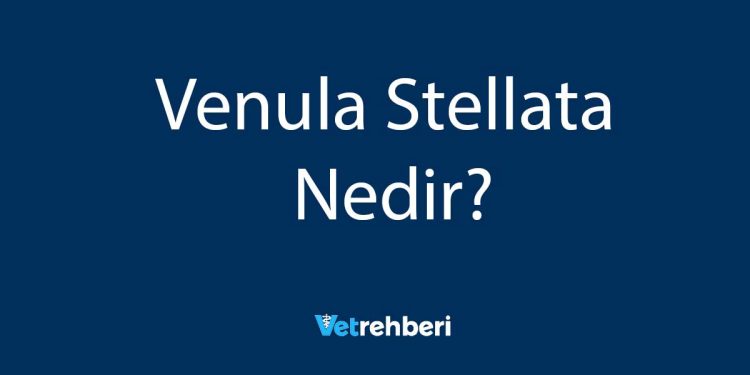 Venula Stellata Nedir?