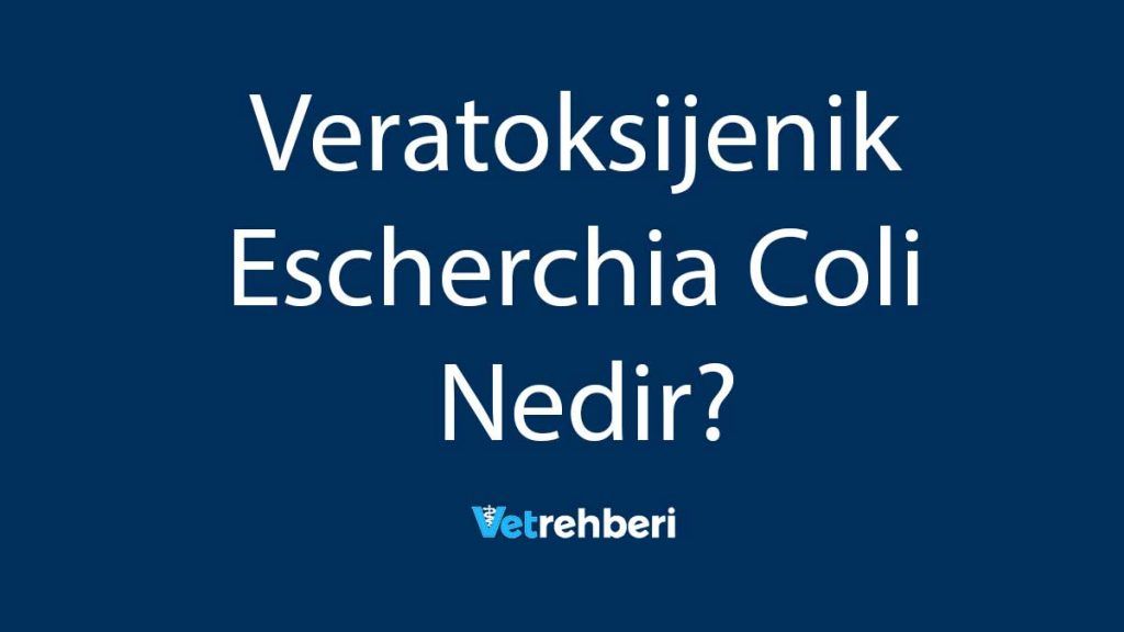 Veratoksijenik Escherchia Coli Nedir?