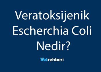 Veratoksijenik Escherchia Coli Nedir?