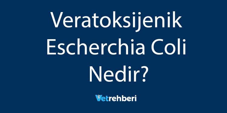 Veratoksijenik Escherchia Coli Nedir?