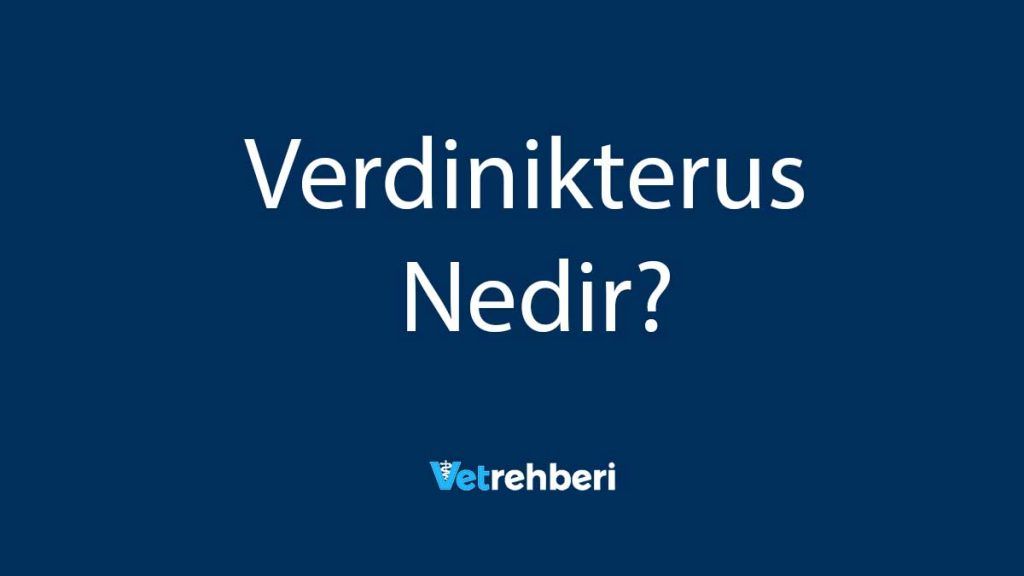 Verdinikterus Nedir?