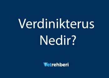 Verdinikterus Nedir?