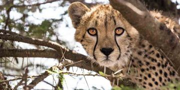 Yaban Hayatı Hayvanlarının Korunması ve Eğitilmesi