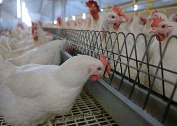 Yeterli Yemlik Uzunluğu Daha İyi Tüyler Demektir