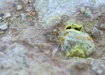 Çiftlik Hayvanlarında Kükürt (S)