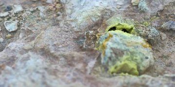 Çiftlik Hayvanlarında Kükürt (S)