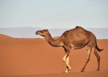 Develer Susuzluğa Nasıl Dayanır?