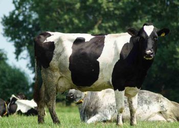 İneklerin Öldürücü Mastitisi