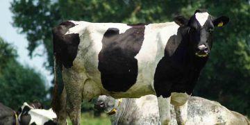 İneklerin Öldürücü Mastitisi