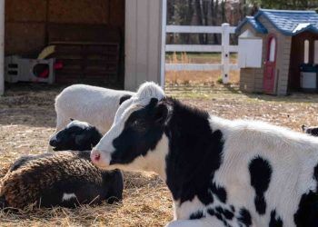 İşkembe Asidozu ve Ötesi