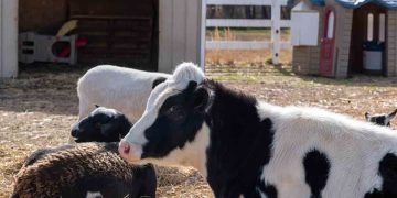 İşkembe Asidozu ve Ötesi