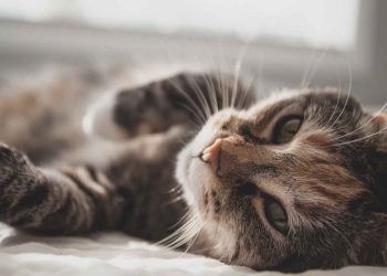 Kedilerde Kistik Endometriyal Hiperplazi (Piyometra Kompleks)