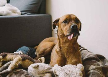 Köpeklerde Yalancı Gebelik