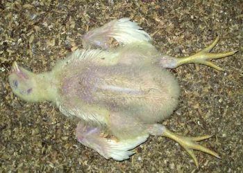 Kümeste Ölüm Nedeni Nasıl Belirlenir?