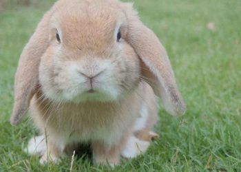 Tavşanlarda Sindirim Sistemi