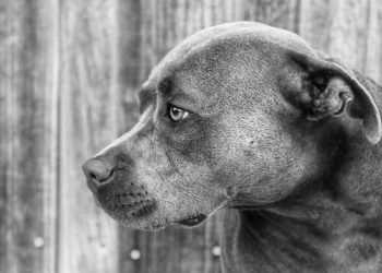 Üçüncü Göz Kapağı Bezinin Prolapsusu (CHERRY EYE)