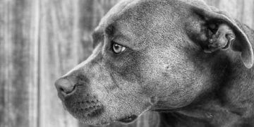 Üçüncü Göz Kapağı Bezinin Prolapsusu (CHERRY EYE)