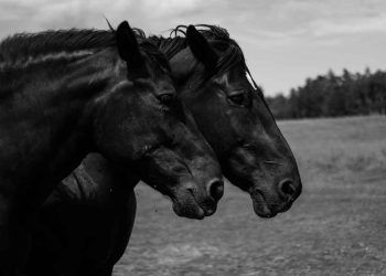 Venezuella At Ensefaliti Hastalığı