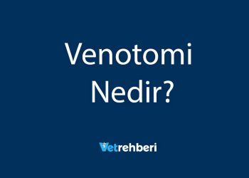 Venotomi Nedir?