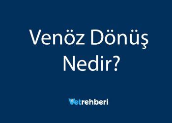 Venöz Dönüş Nedir?