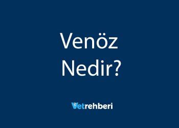Venöz Nedir?