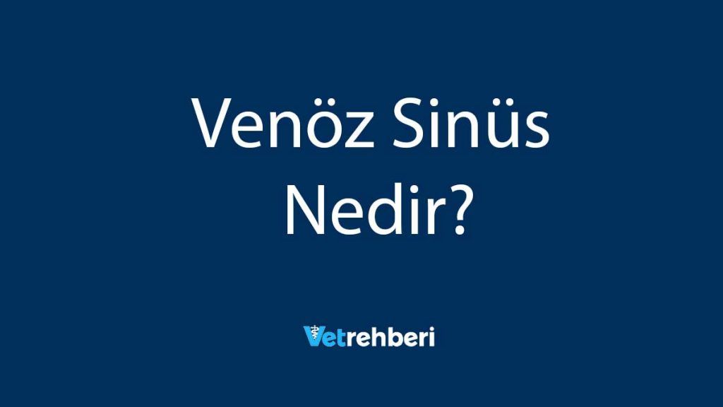 Venöz Sinüs Nedir?