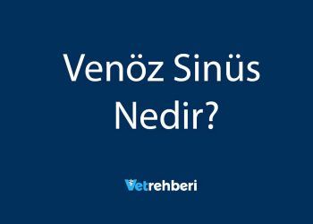 Venöz Sinüs Nedir?