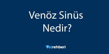 Venöz Sinüs Nedir?