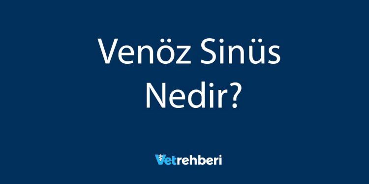 Venöz Sinüs Nedir?