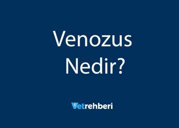 Venozus Nedir?
