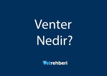 Venter Nedir?