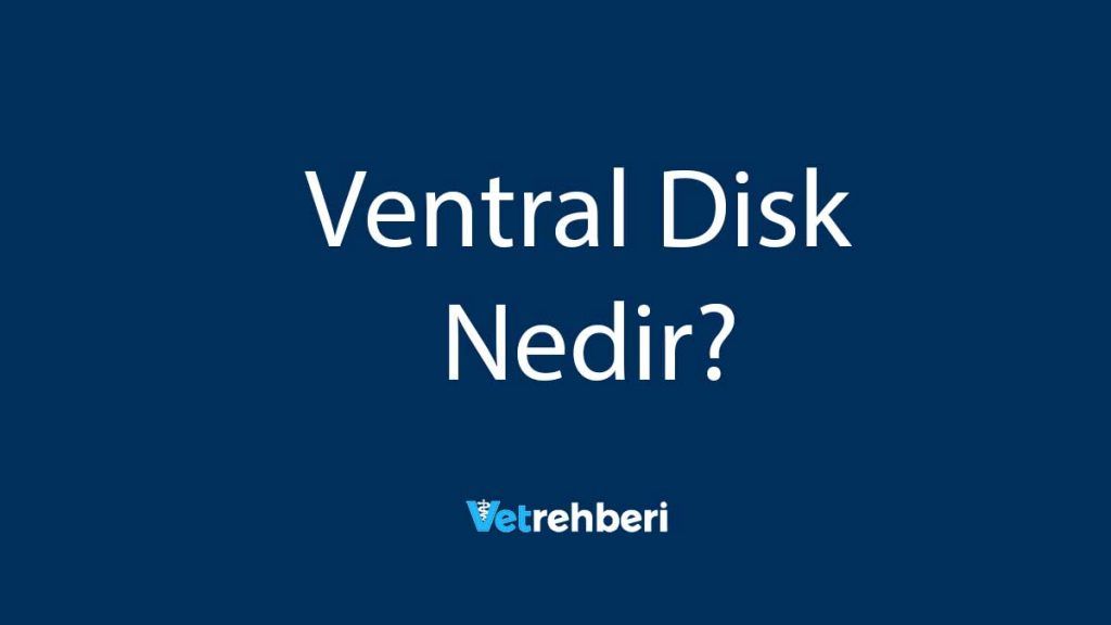 Ventral Disk Nedir?