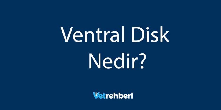 Ventral Disk Nedir?