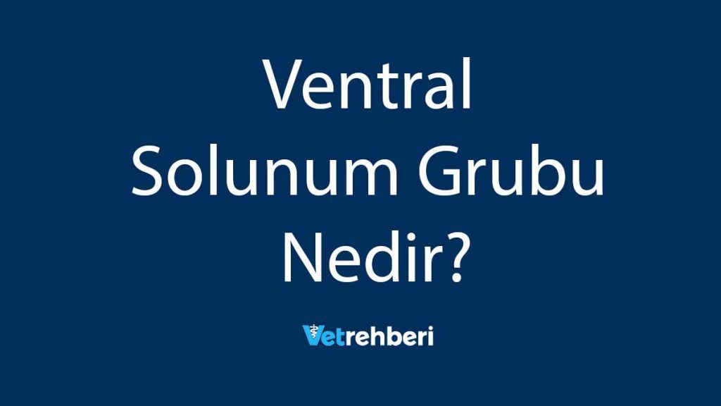 Ventral Solunum Grubu Nedir?