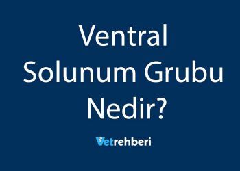 Ventral Solunum Grubu Nedir?