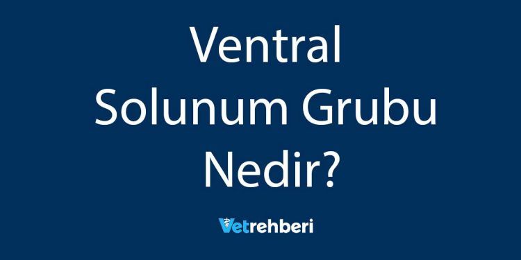 Ventral Solunum Grubu Nedir?