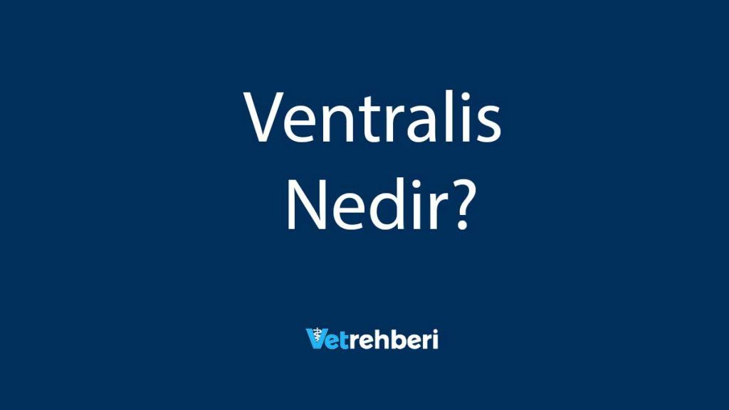 Ventralis Nedir?