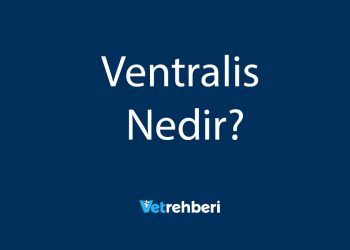 Ventralis Nedir?