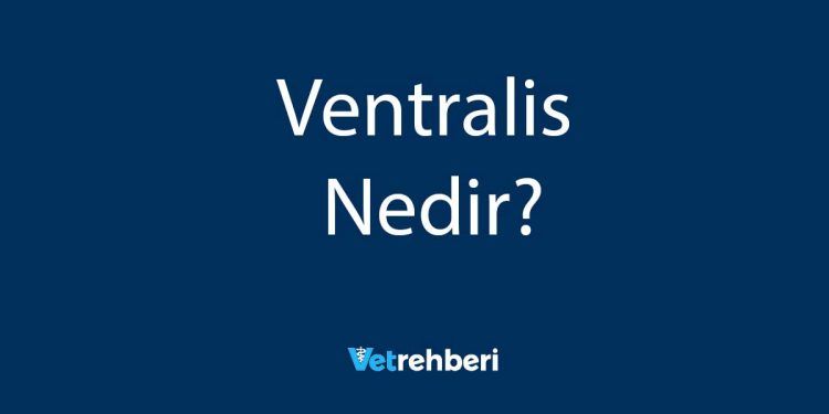 Ventralis Nedir?